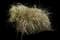 Overdam Feather Reed Grass — design image 1