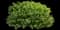 Boxwood Shrub — design image 6