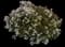 Indian Hawthorn (Rhaphiolepis indica) — design image 20