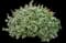 Bloody Crane's-bill — design image 9