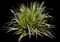 Lily Turf Grass — design image 3