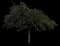 Hong Kong Orchid Tree — design image 3