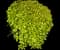 Laurustinus Viburnum — design image 10