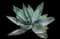 Fox Tail Agave — design image 6