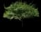 Crusader® Hawthorn — design image 1