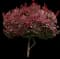 Smoketree — design image 8