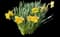 Wild Daffodil — design image 25