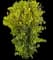 Columnar Golden Chain Tree — design image 1