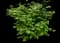 Burning Bush — design image 9