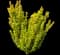 Sunjoy Gold Pillar® Barberry — design image 1