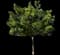 Yew Podocarpus — design image 13