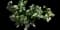Creeping Barberry — design image 1