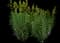 Lily — design image 6