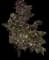 Starburst — design image 1