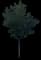 Norway Maple Tree — design image 11