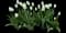 Tulip 'Catherina Single Late' — design image 1