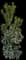 Yew Podocarpus — design image 2