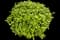 Laurustinus Viburnum — design image 12