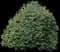 Holly Shrubs — design image 1