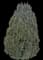 Oriental Arborvitae — design image 8