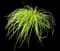 Japanese Forest Grass — design image 7