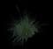 Lindheimer's Muhly — design image 1