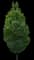 Flowering Pear Tree — design image 1