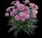 Delilah™ Bicolor Purple Dianthus - Pinks — design image 1