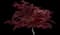 Emperor I® Japanese Maple Tree — design image 16
