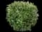 Dappled Willow — design image 1