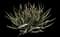 Utah Agave — design image 1