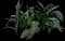 Cast Iron Plant — design image 1