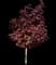 Emperor I® Japanese Maple Tree — design image 2