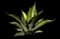 Shaw's Agave — design image 12