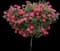 RADtko Double Knock Out® Rose — design image 10