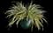 Variegated Spider Plant — design image 10