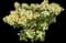 Panicle Hydrangea — design image 18