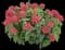 Pardon My Cerise Bee Balm — design image 1