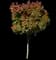 Chinese Photinia — design image 6