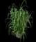 Maiden Grass — design image 5