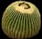 Golden Barrel Cactus — design image 1