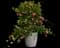 Unico Pink Yellow dipladenia — design image 2