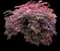 Red Select Japanese Maple Tree — design image 1