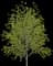 Katsura Tree — design image 3