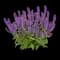 Woodland Sage — design image 5