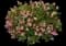 La Vida Mas Indian Hawthorn — design image 1
