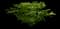 Burning Bush — design image 7