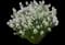 String Theory Bluestar - Amsonia — design image 1