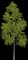 Japanese Hop-hornbeam — design image 3