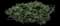 Evergreen Japanese Euonymus Shrub — design image 4